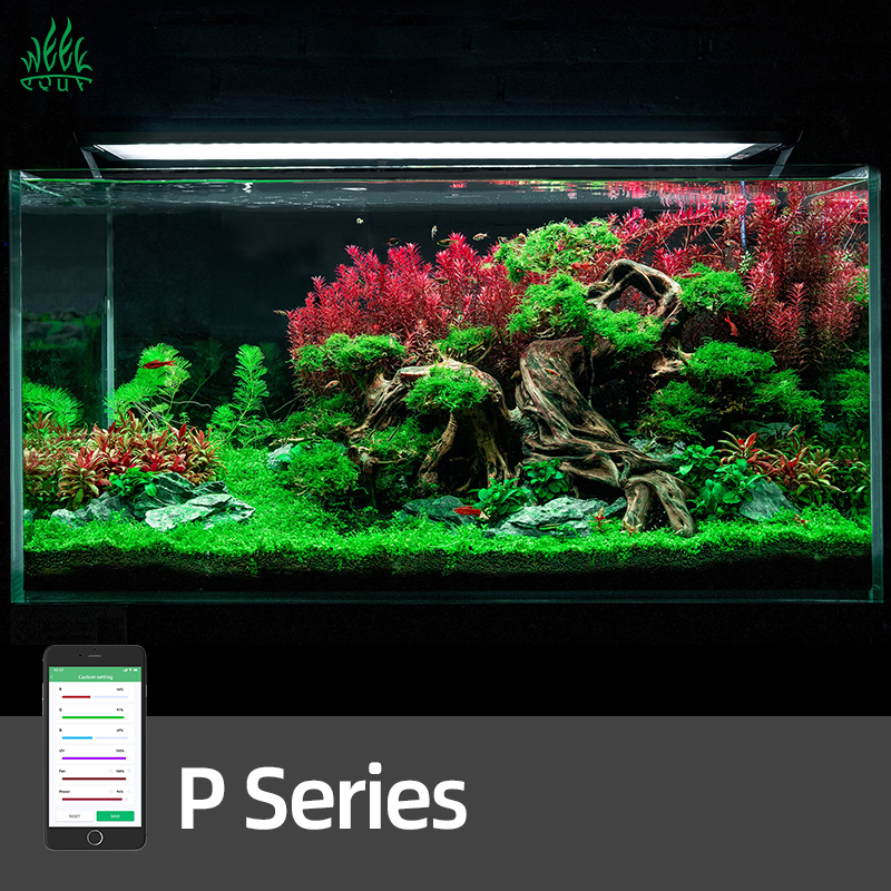 Aquarium Plant On Top - WEEK AQUA Pandora P Series Aqua