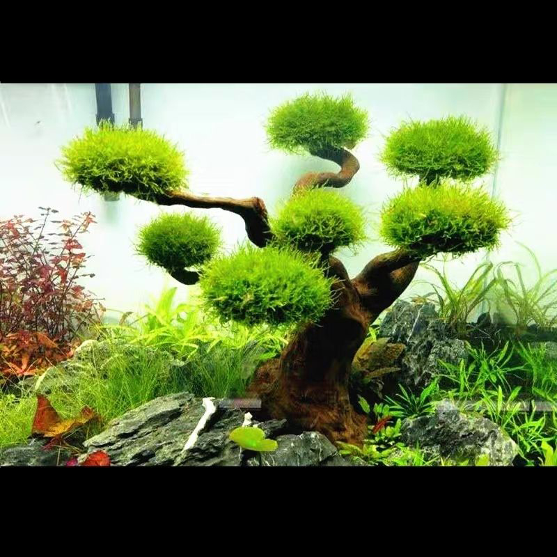 Aquarium Plant Guide - Aquarium Decoration Moss Driftwood Fish Tank
