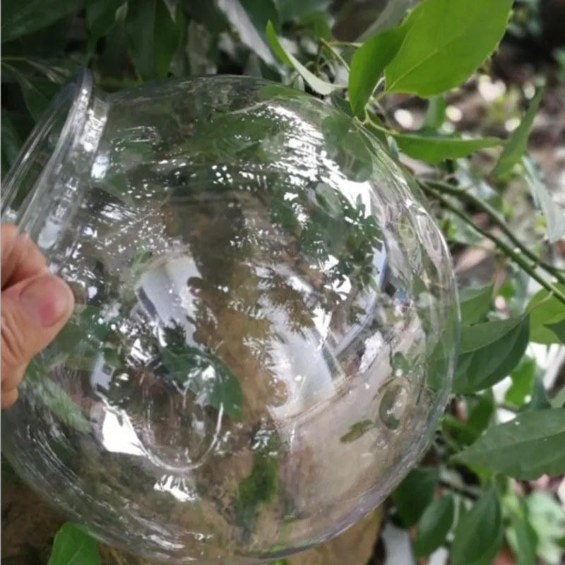 Goldfish bowl desktop transpar - Planted Aquarium Bowl reseña y precio