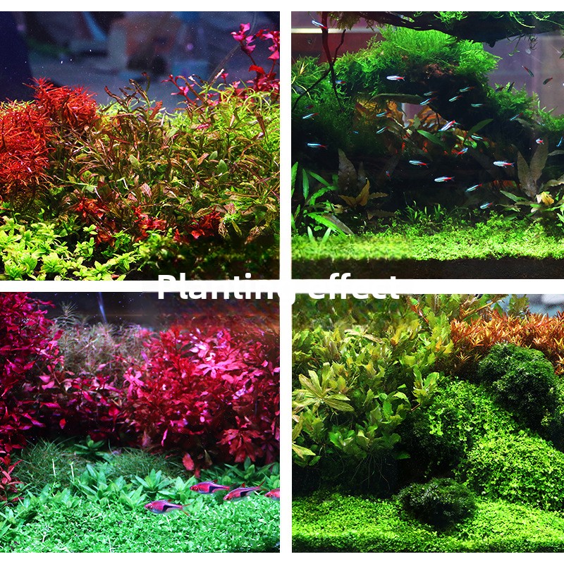 SYSENCIAGA Planted Aquarium Su - Aquarium Planted Substrate reseña y precio