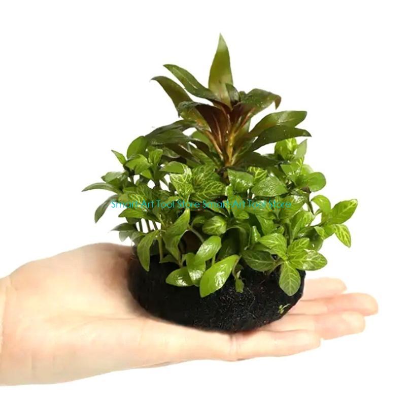 E1PB Nutrient Rich Resin Subst - Aquarium Planted Substrate reseña y precio