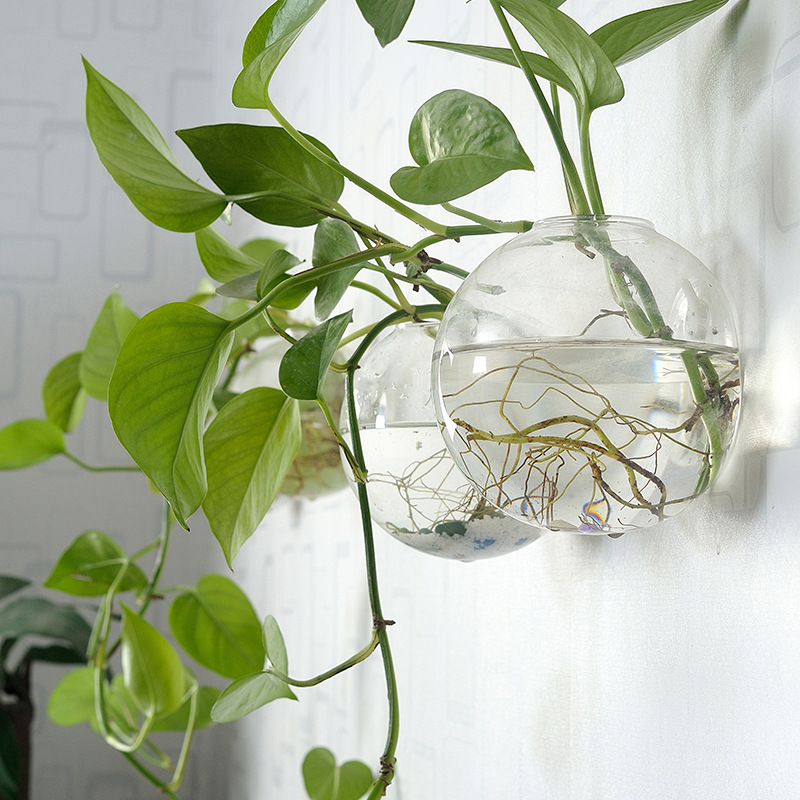 Wall Hanging Acrylic Fish Bowl - Planted Aquarium Bowl reseña y precio