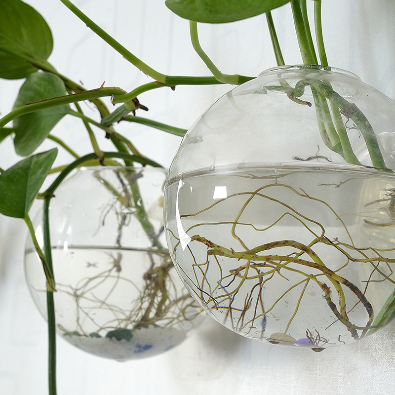 Wall Hanging Acrylic Fish Bowl - Planted Aquarium Bowl reseña y precio