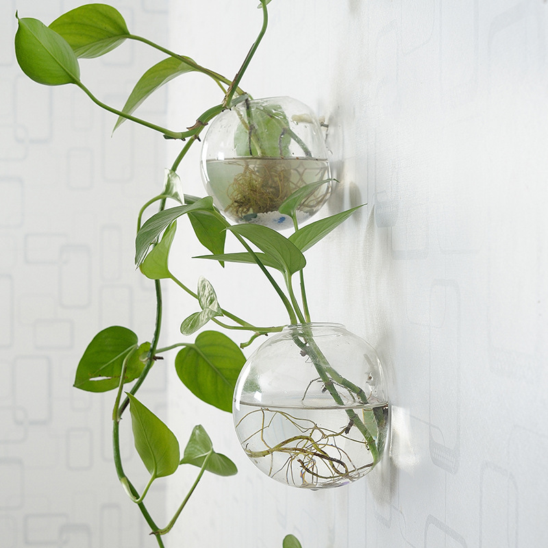 Wall Hanging Acrylic Fish Bowl - Planted Aquarium Bowl reseña y precio