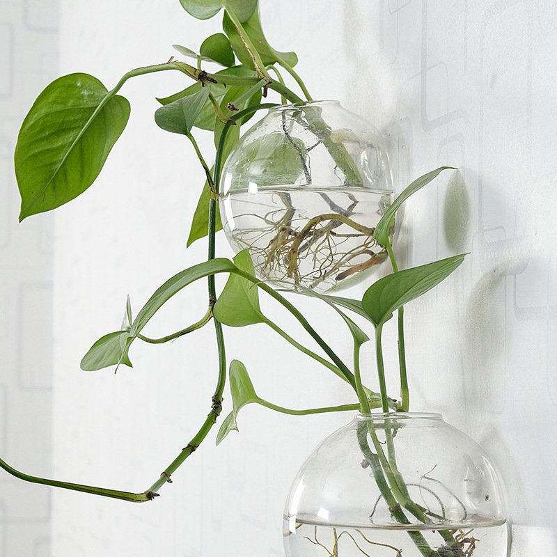 Wall Hanging Acrylic Fish Bowl - Planted Aquarium Bowl reseña y precio