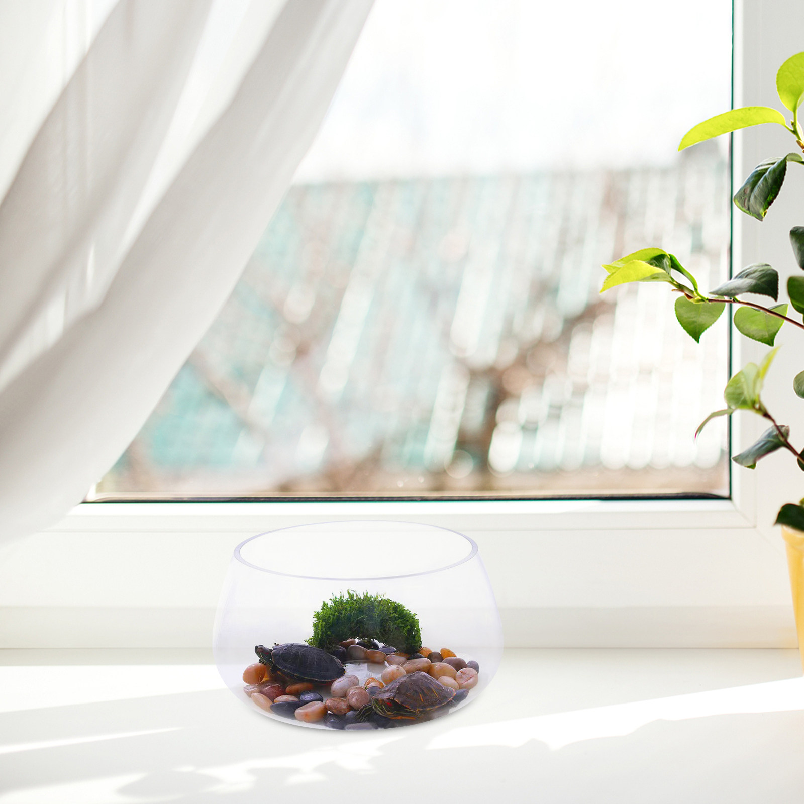 Round Mini Aquarium Tank Clear - Planted Aquarium Bowl reseña y precio