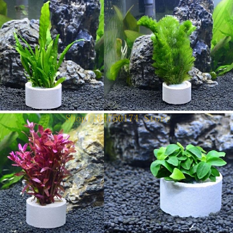 10Pcs Aquarium Plant Fixed Rin - Aquarium Plants For Sale reseña y precio