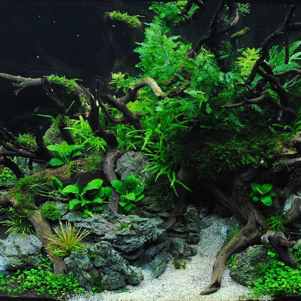 1 Pcs Wood Reptile Fish Tank O - Aquarium Planted Substrate reseña y precio