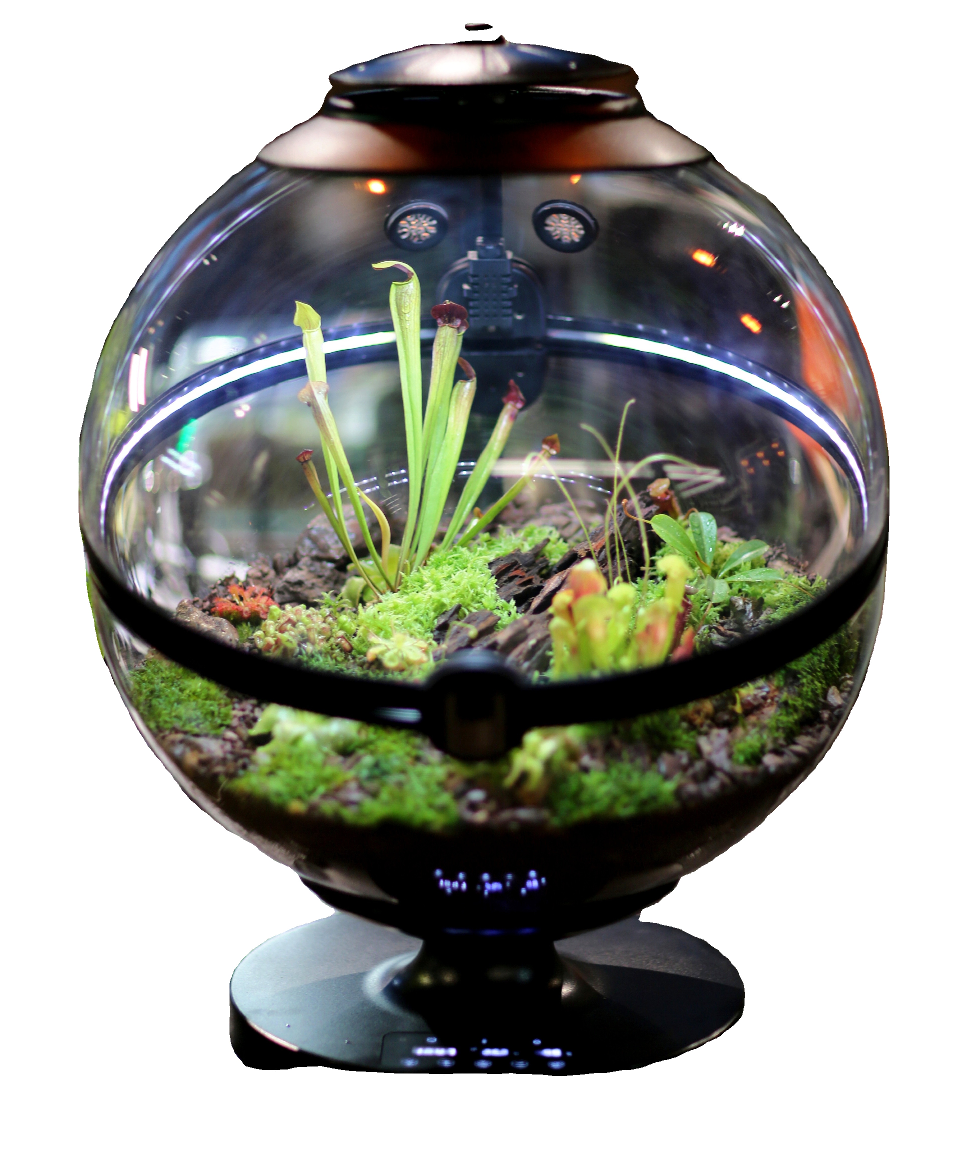 Hot Sales Acrylic Material  Ba - Aquarium Plants For Sale reseña y precio
