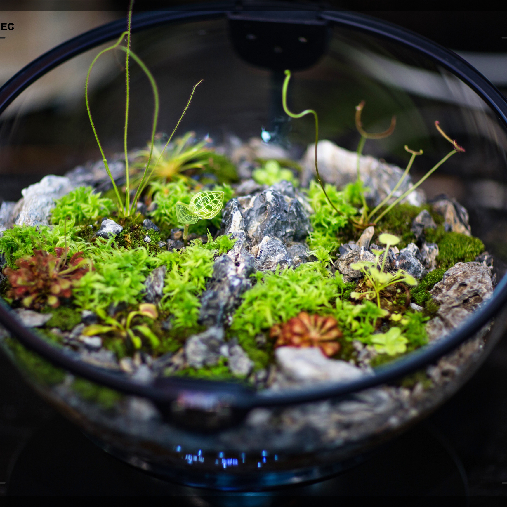Hot Sales Acrylic Material  Ba - Aquarium Plants For Sale reseña y precio