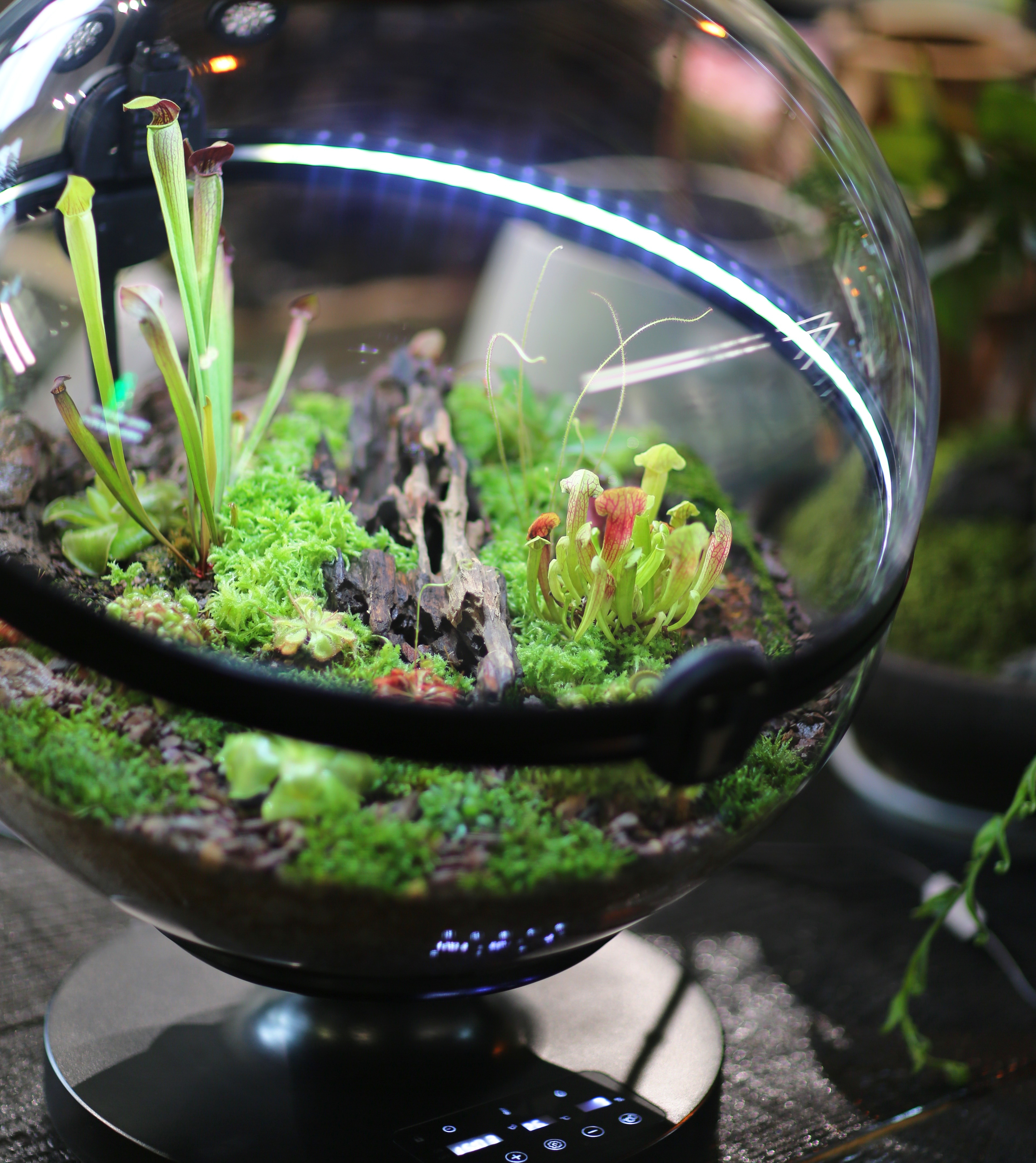 Hot Sales Acrylic Material  Ba - Aquarium Plants For Sale reseña y precio