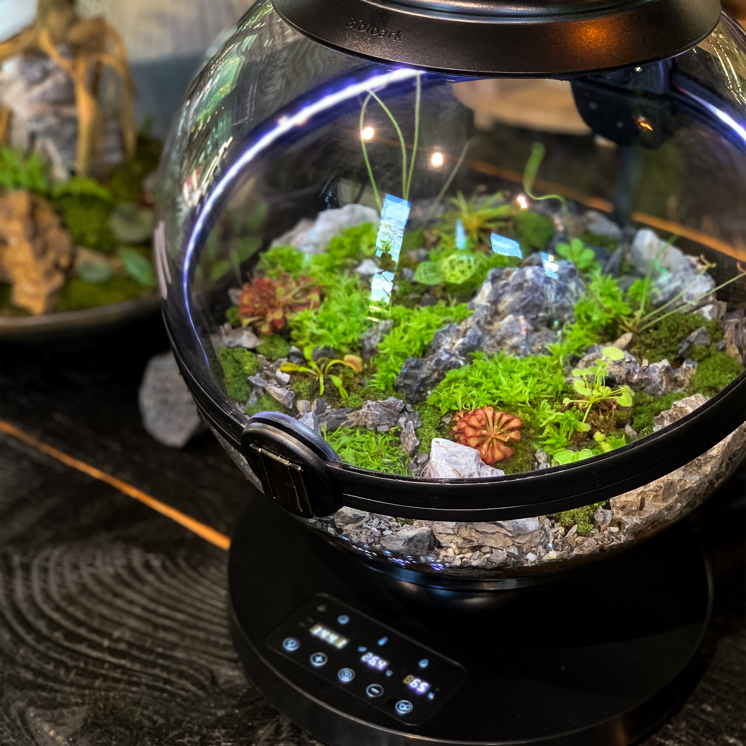 Hot Sales Acrylic Material  Ba - Aquarium Plants For Sale reseña y precio