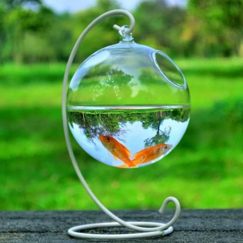 Transparent Spherical Glass Ha - Planted Aquarium Bowl reseña y precio