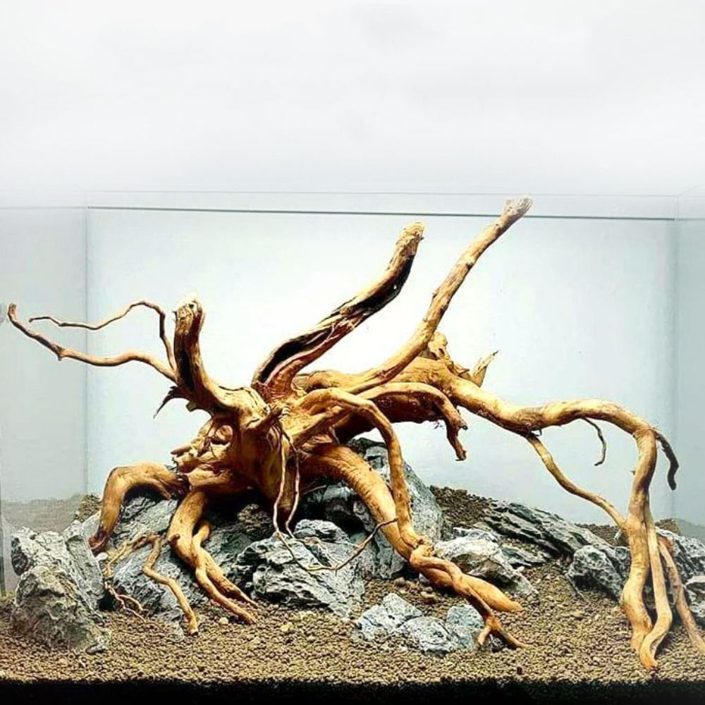 20-25CM Large Aquarium Driftwo - Planted Aquarium Bowl reseña y precio