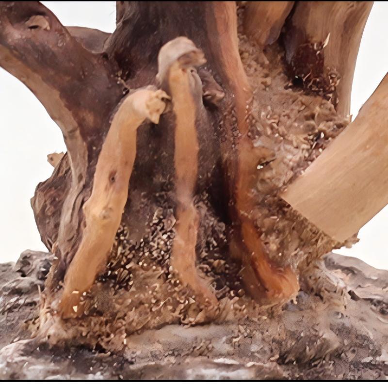 1PC Aquarium Landscaping Wood  - Aquarium Plant Guide reseña y precio