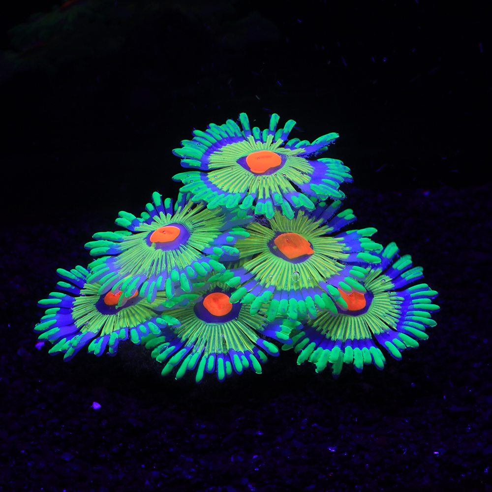 Silicone Simulated Sea Anemone - Aquarium Plant Glue reseña y precio