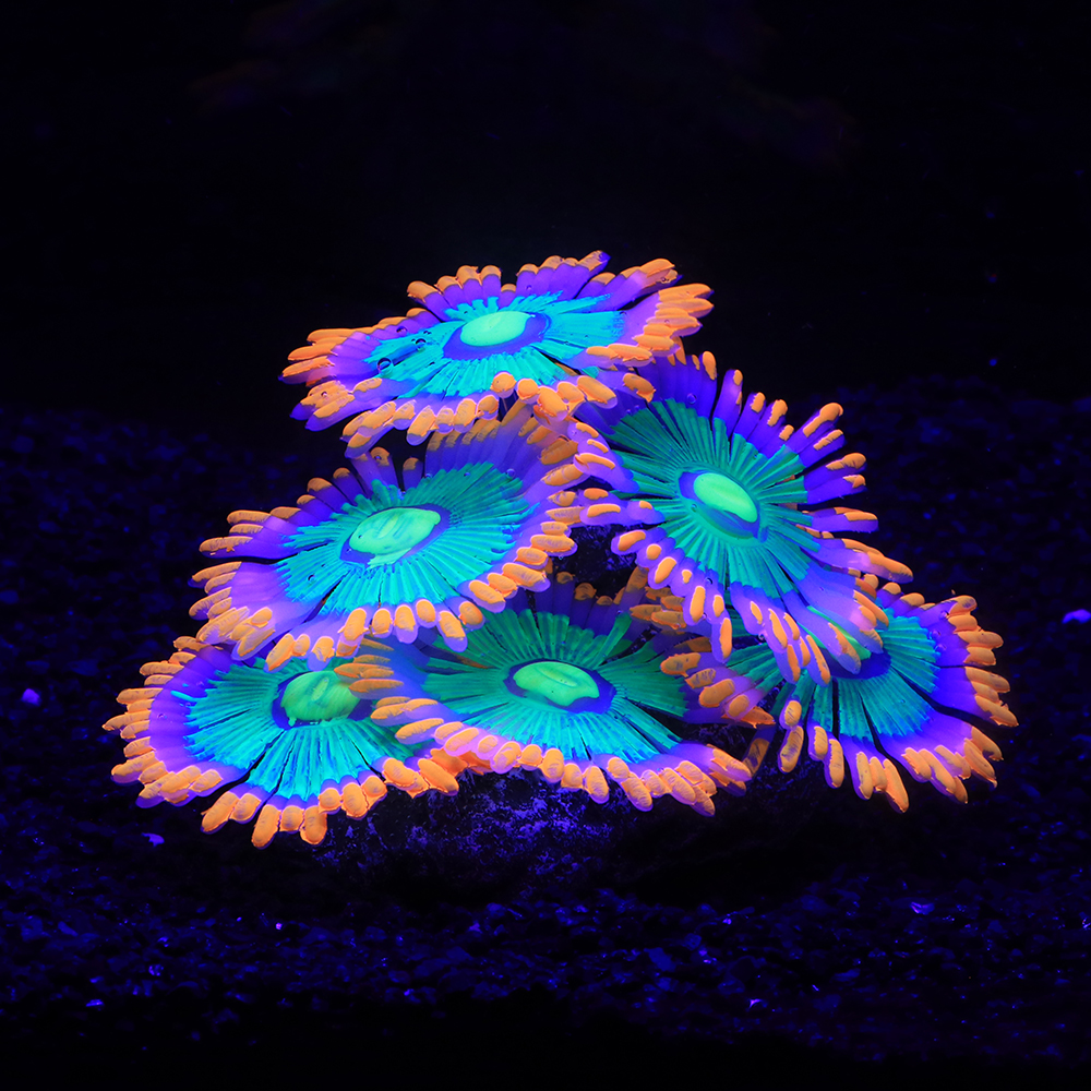 Silicone Simulated Sea Anemone - Aquarium Plant Glue reseña y precio