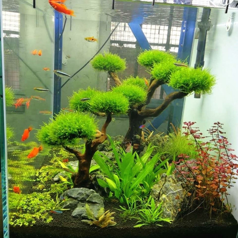 Aquarium Decoration Moss Drift - Aquarium Plant Guide reseña y precio